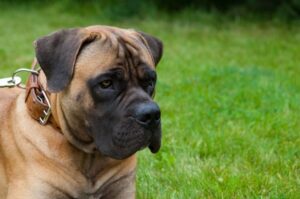 Африканский бурбуль Порода африканский бурбуль