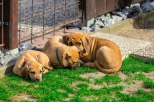 Щенки бурбуля Щенки южноафриканского бурбуля