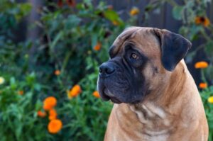 Порода собак бурбуль Порода бурбуль