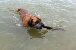 Африканский бурбуль плывет в реке Африканский бурбуль с палкой в зубах в реке