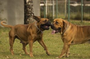 Южноафриканские бурбули Два южноафриканских бурбуля