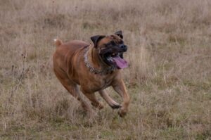 Бегущий южноафриканский мастиф Порода южноафриканский мастиф