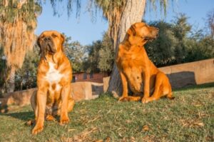 Собаки бурбули Собаки породы южноафриканский бурбуль