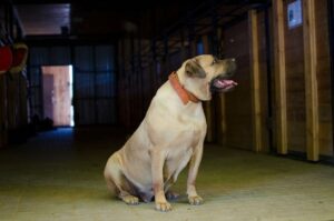 Белый бурбуль Бурбуль белого окраса