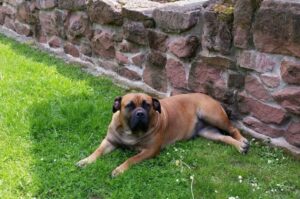 Африканский бурбуль: фото Фото африканского бурбуля