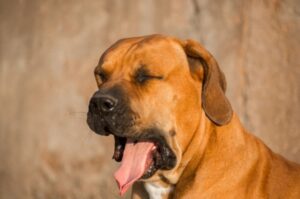 Порода африканский бурбуль Порода собаки африканский бурбуль