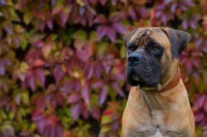 Фото бурбуля Фото южноафриканского бурбуля