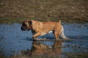 Собака южноафриканский бурбуль Собака породы южноафриканский бурбуль