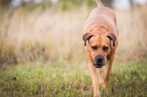 Все о породе бурбуль Все о породе собак бурбуль