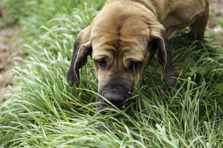 Зачем собака ест траву