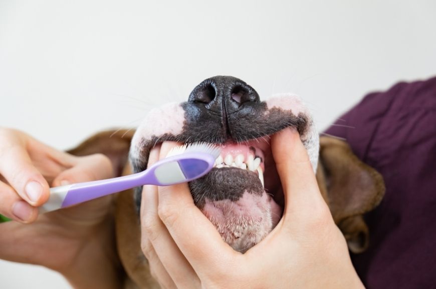 Чистка зубов у собаки