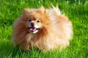 Немецкий шпиц на лужайке Любопытный немецкий шпиц