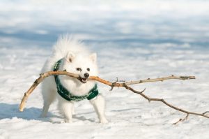 Немецкий шпиц зимой Немецкий шпиц фото зимой
