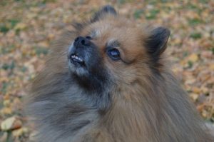 Немецкий шпиц: фото крупным планом Немецкий шпиц крупным планом