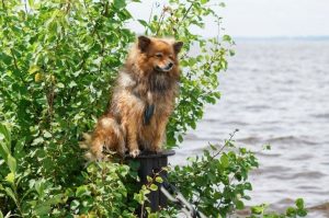 Немецкий шпиц на фоне залива Собака немецкий шпиц на фоне залива: фото