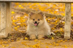 Маленький немецкий шпиц Малыш немецкий шпиц