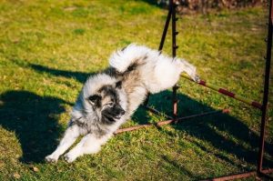 Вольфшпиц прыгает через препятствие Вольфшпиц в прыжке