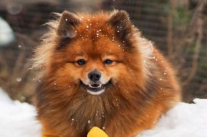 Порода немецкий шпиц Порода собак немецкий шпиц