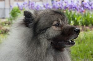 Собака вольфшпиц Немецкая собака вольфшпиц