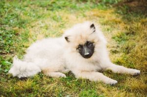 Собака шпиц кеесхонд Шпиц: кеесхонд