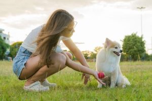 Немецкий шпиц с хозяйкой Немецкий шпиц играет с хозяйкой