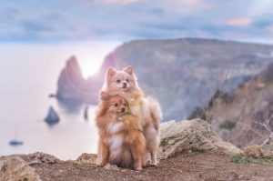 Два немецких шпица Фото двух немецких шпицев