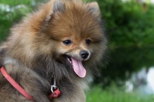 Немецкий шпиц: фото Фото немецкого шпица