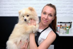 Немецкий шпиц после груминга Немецкий шпиц с мастером-грумером