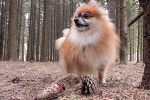 Немецкий шпиц в лесу Немецкий шпиц: фото в лесу