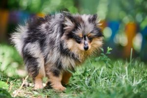 Красивое фото немецкого шпица Щенок немецкого шпица