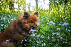 Рыжий немецкий шпиц Немецкий шпиц рыжего окраса