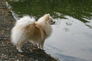 Немецкий шпиц: фото Собака немецкий шпиц