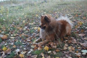 Немецкий шпиц лежит на траве Немецкий шпиц на траве