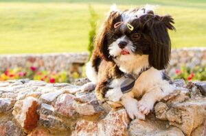 Милый песик породы ши-тцу Милый песик ши-тцу