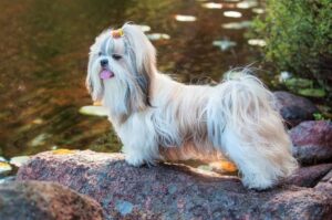 Фото собаки ши-тцу Красивое фото собаки ши-тцу