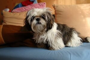 Ши-тцу на диване Ши-тцу стоит на диване