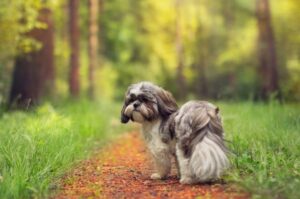 Китайская порода ши-тцу Китайская собака ши-тцу