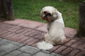 Собачка породы ши-тцу Красивая собачка породы ши-тцу