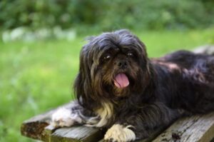 Черный ши-тцу Ши-тцу черного окраса