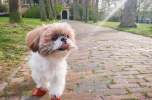 Порода собак ши-тцу Порода ши-тцу