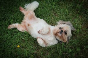 Ши-тцу лежит на траве Ши-тцу на траве