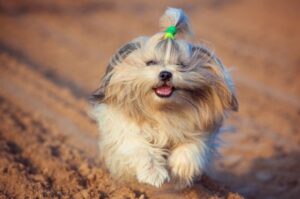 Бегущий ши-тцу Бегущая собака ши-тцу