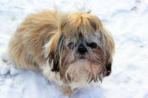 Ши-тцу зимой Ши-тцу: зимнее фото
