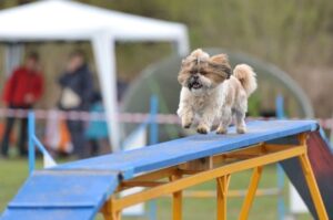 Ши-тцу на спортивной площадке Ши-тцу тренировка на спортивной площадке