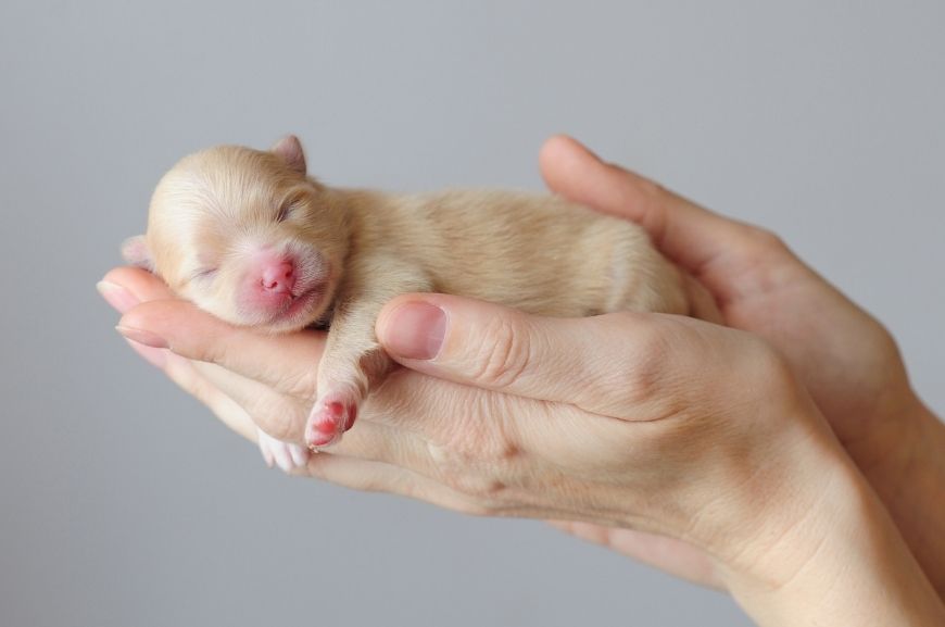 Новорожденный щенок немецкого шпица 