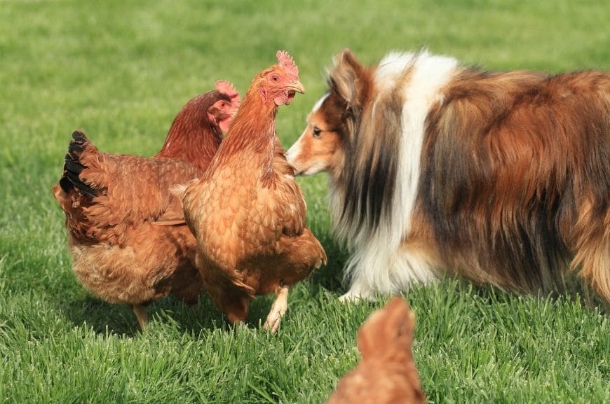 Шетландская овчарка с курицами 