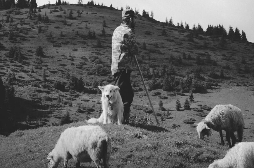 История породы белая швейцарская овчарка