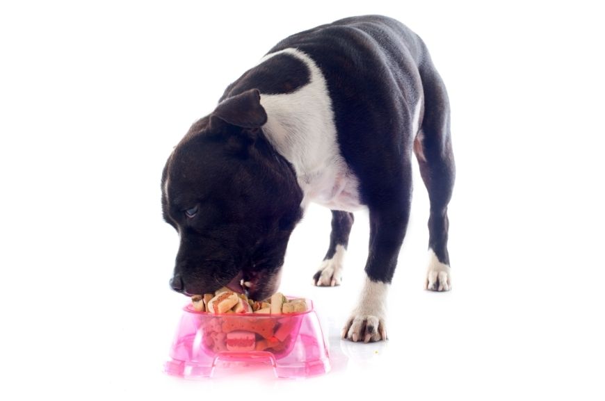 Как правильно кормить щенка стаффордширского бультерьера