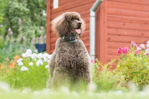 Королевский пудель