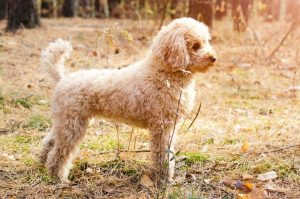 Малый пудель